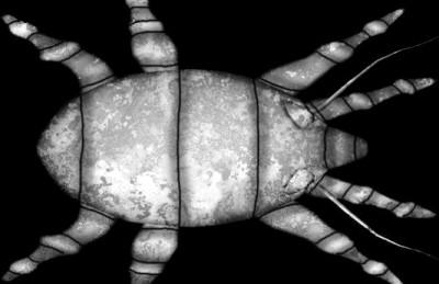 A house dust mite