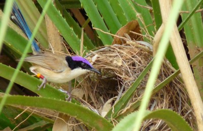 A purple-crowned fairy-wren
