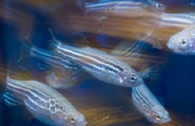 Zebra Fish