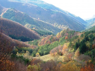 Tuscan Silver Fir Forest