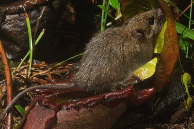 Summit rat feeding at a pitcher plant. Photo: Chien C. Lee