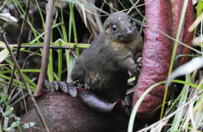 Mountain Treeshrew feeding at pitcher plant.