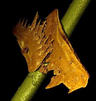The teeth of the prehistoric conodont