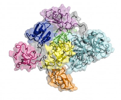 Mapped for the first time: the structure of plasminogen