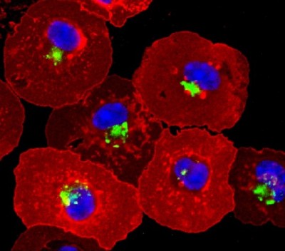 Microscopic image of dendritic cells which form part of our immune system. Courtesy of Dr Jose Villadangos, WEHI