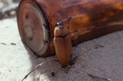 Male beetles are mating with beer bottles (Image: University of Toronto Mississauga)