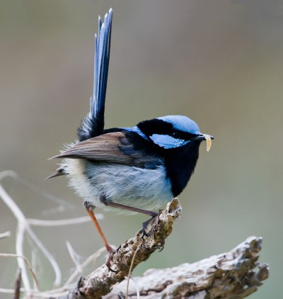 A male superb fairy wren